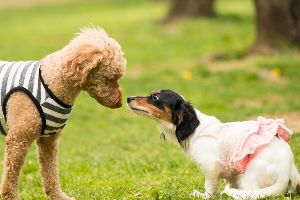 トイプードル しつけ 順番