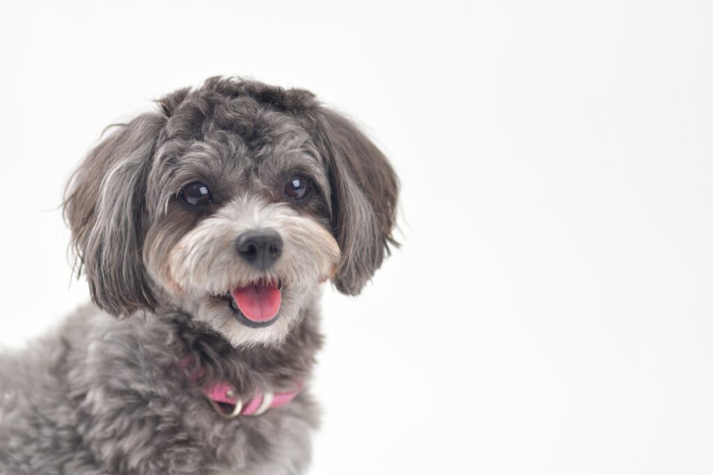 トイプードル しつけ 順番