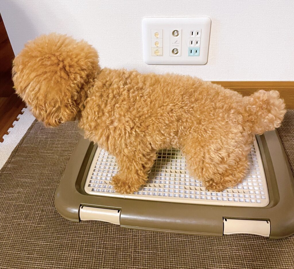 トイプードル しつけ 順番