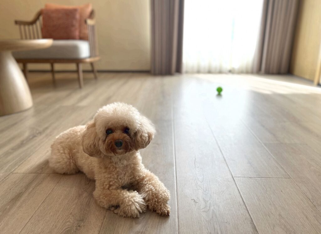 トイプードル しつけ 順番