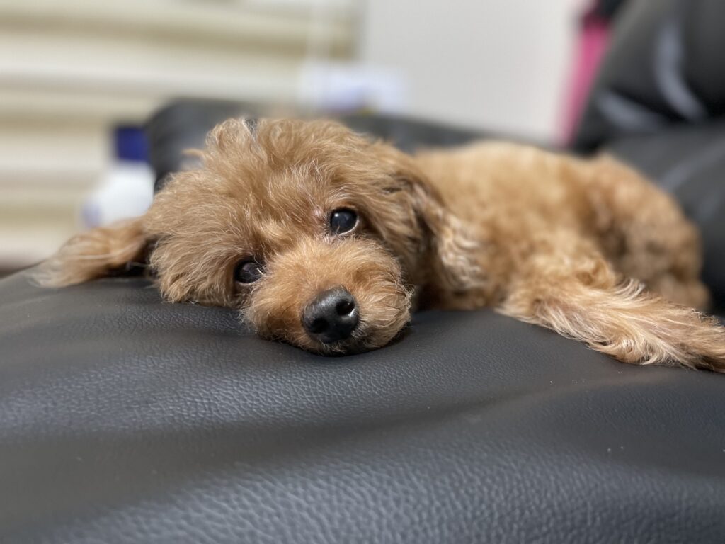 トイプードル しつけ 順番