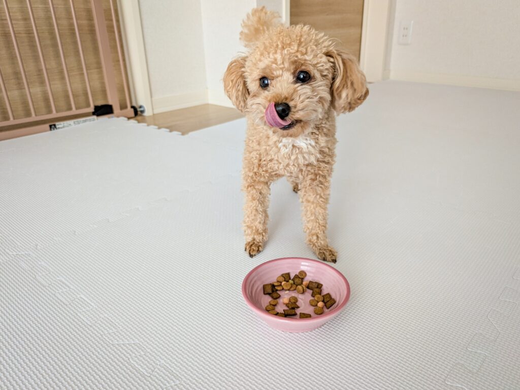 トイプードル しつけ 順番