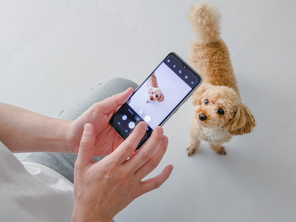 トイプードル しつけ 順番