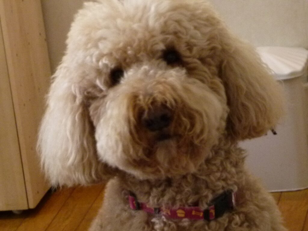 大きい トイプードルみたいな犬