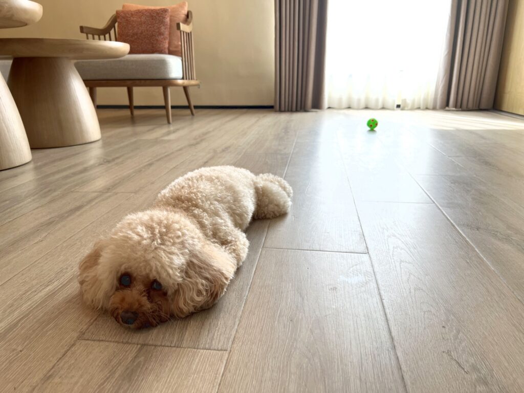 トイプードル しつけ 噛み癖