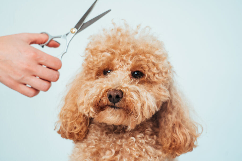 トイプードル　トリミング　頻度