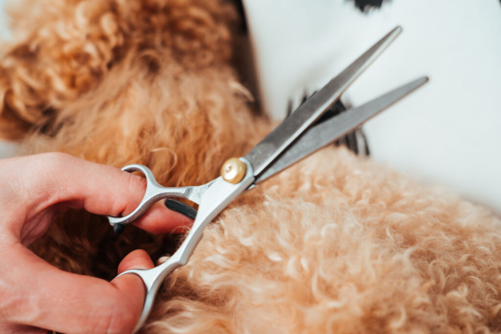 トイプードル　トリミング　頻度