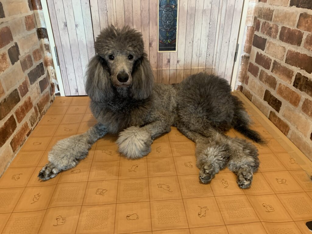 トイプードル サイズ表