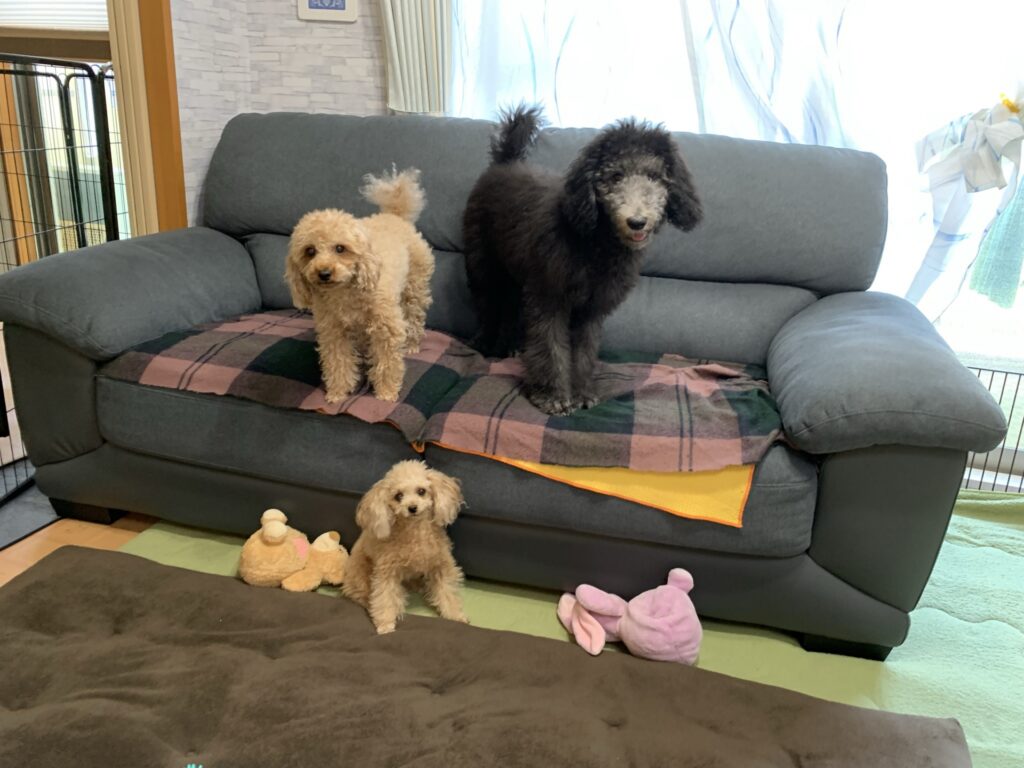 大きい トイプードルみたいな犬