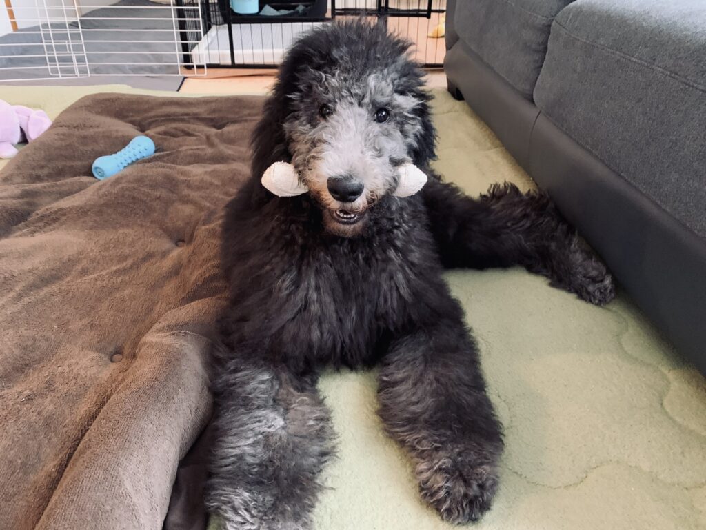 大きい トイプードルみたいな犬