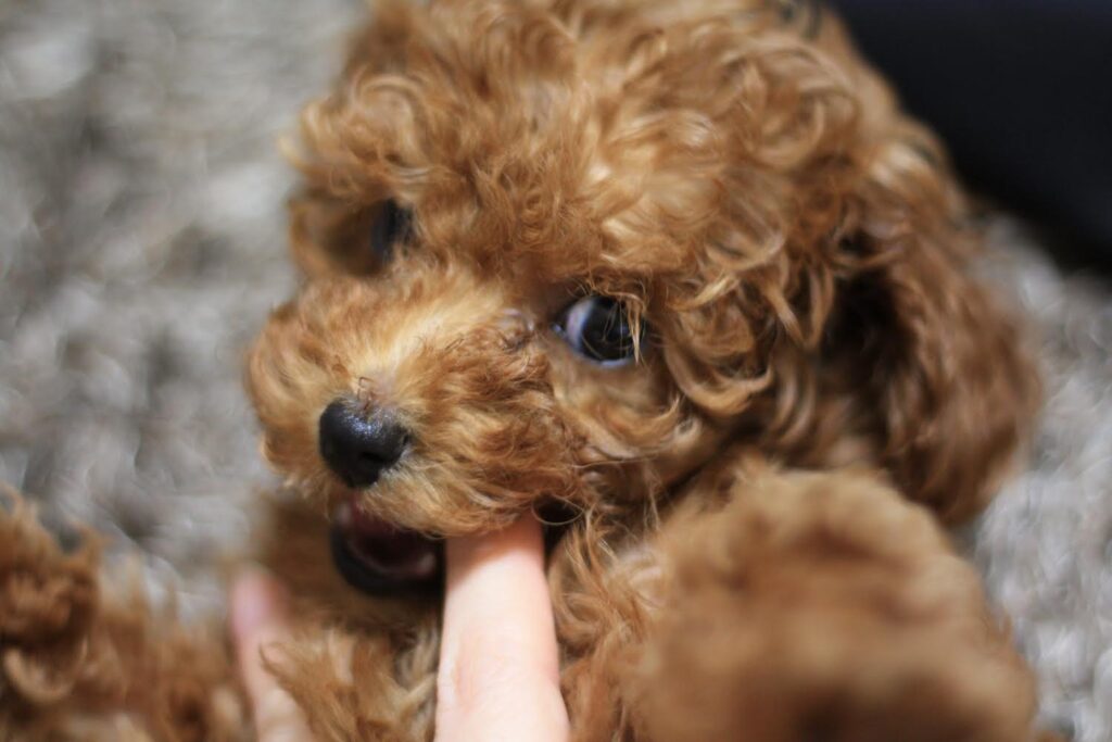 トイプードル しつけ 噛み癖