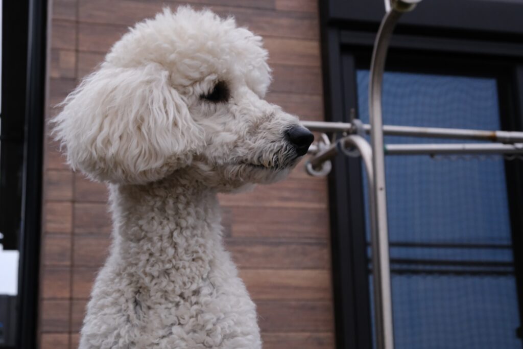 大きい トイプードルみたいな犬