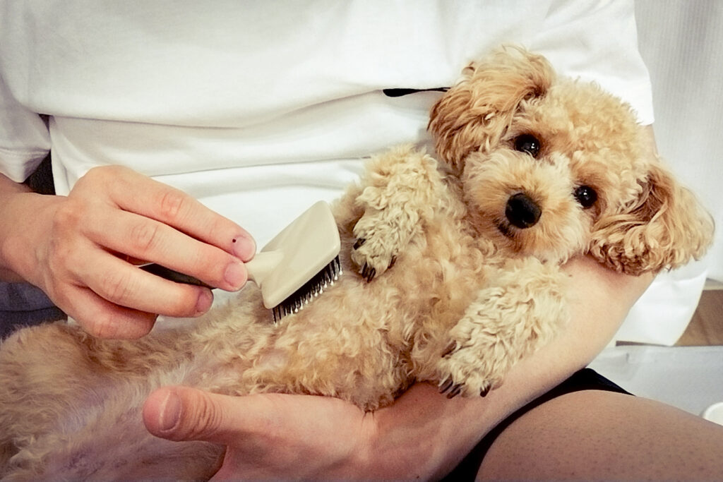 トイプードル　トリミング　頻度