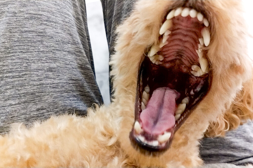 トイプードル しつけ 噛み癖