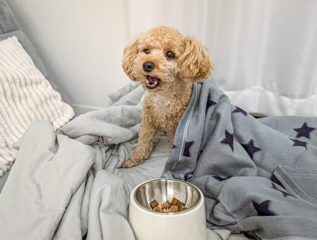 トイプードル しつけ教室