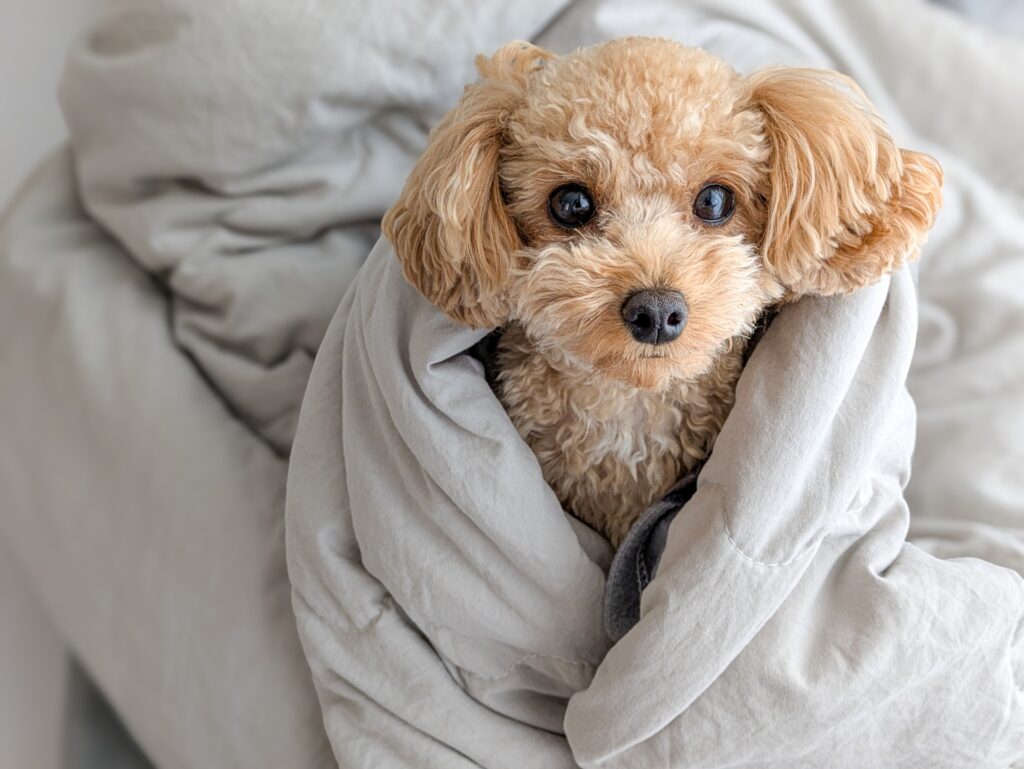 トイプードル 寿命　ギネス