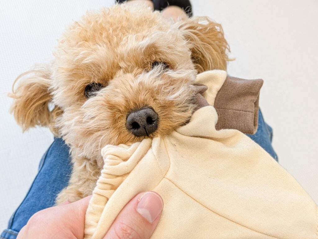 トイプードル しつけ 噛み癖