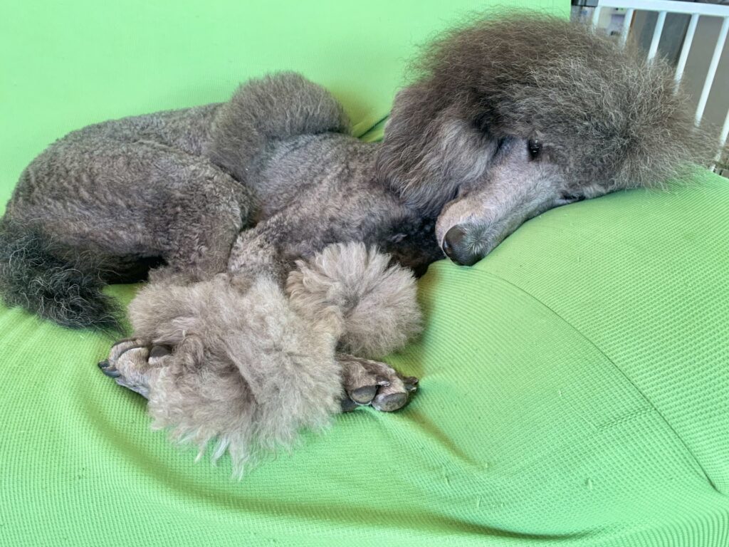 大きい トイプードルみたいな犬