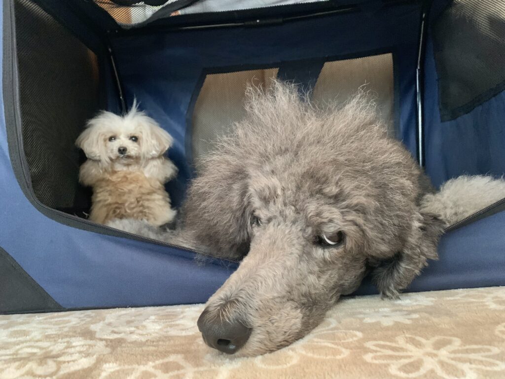 大きい トイプードルみたいな犬