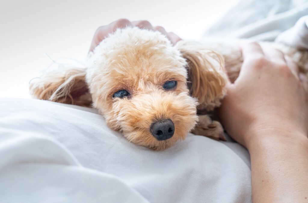 トイプードル しつけ教室