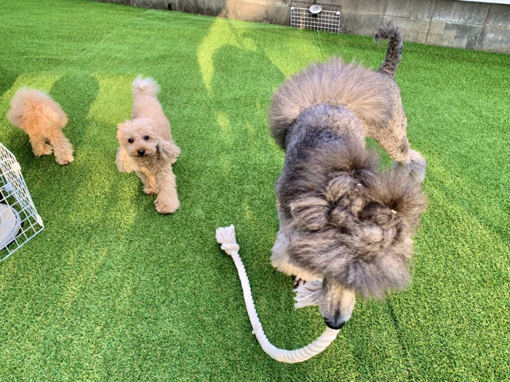 大きい トイプードルみたいな犬