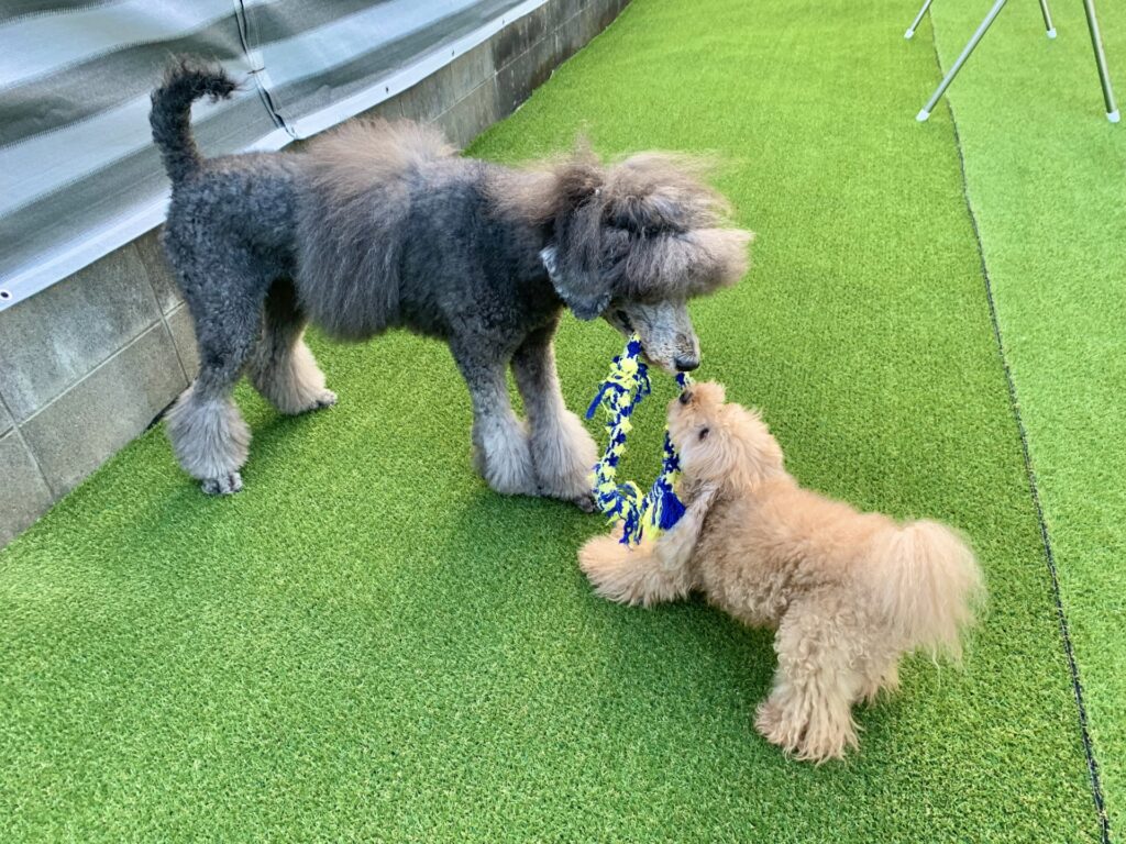 大きい トイプードルみたいな犬