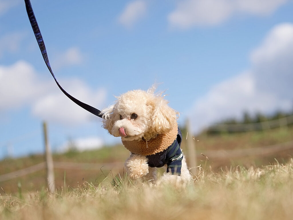 トイプードル ドワーフ