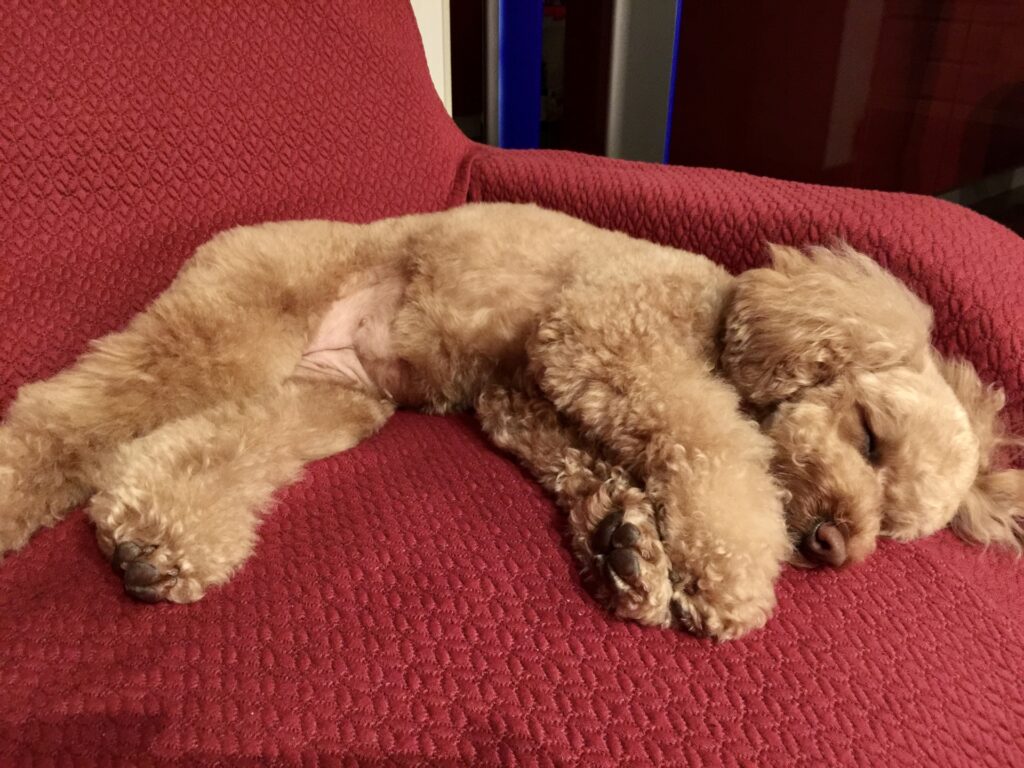 トイプードル サイズ表