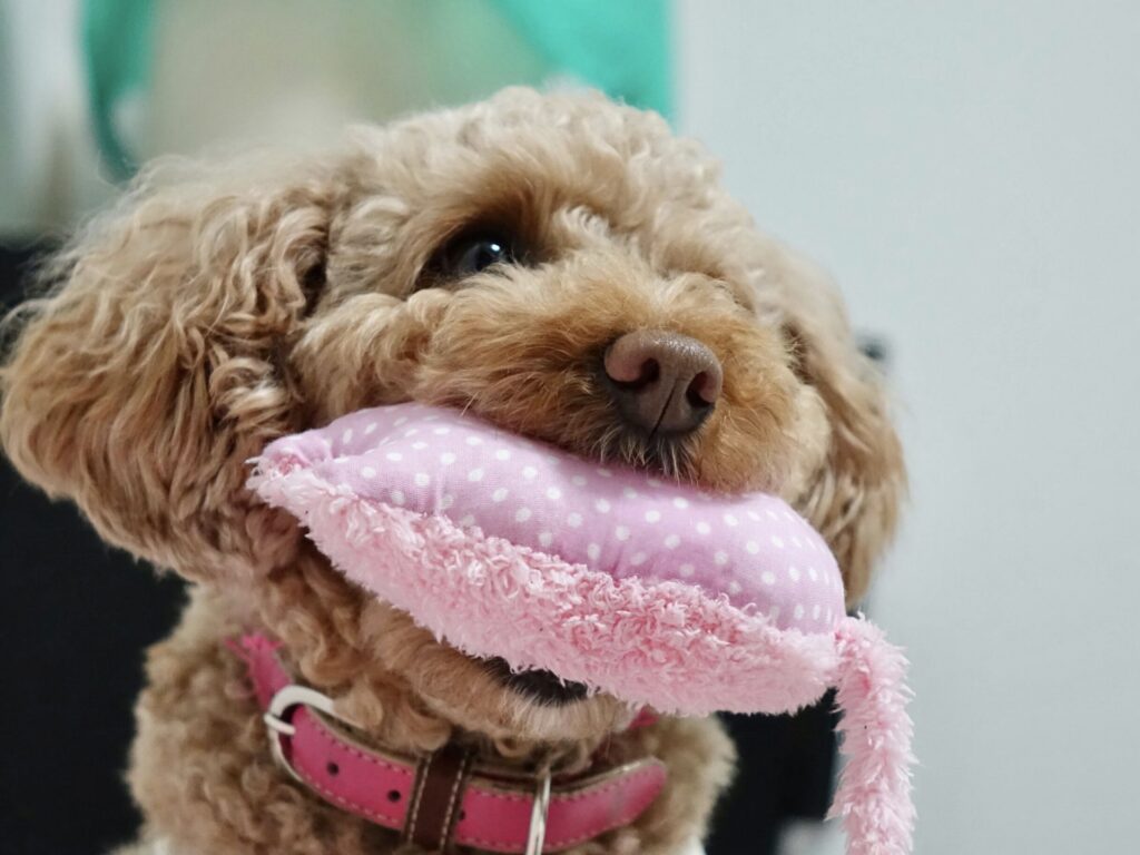 トイプードル　トリミング　頻度