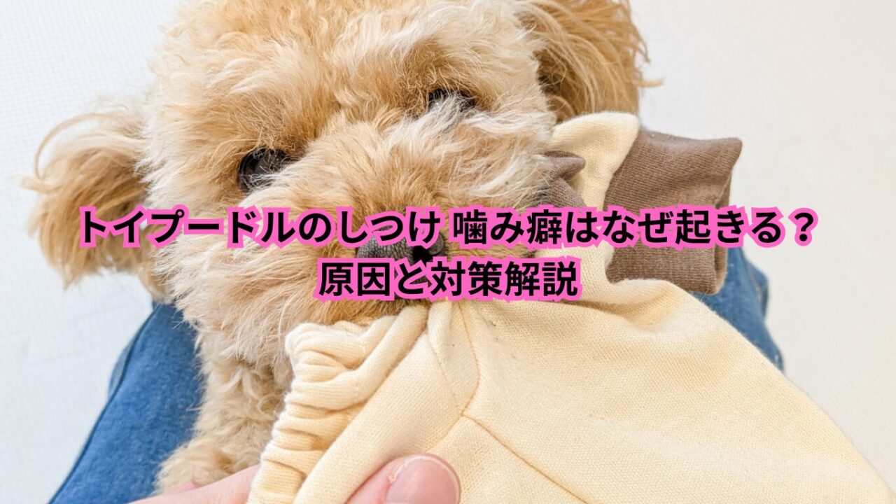 トイプードル しつけ 噛み癖