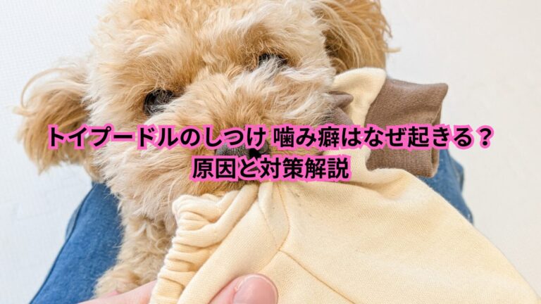 トイプードル しつけ 噛み癖