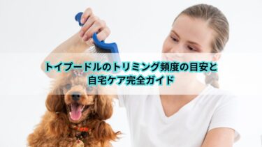 トイプードルのトリミング頻度の目安と自宅ケア完全ガイド