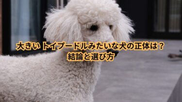 大きいトイプードルみたいな犬の正体は？結論と選び方