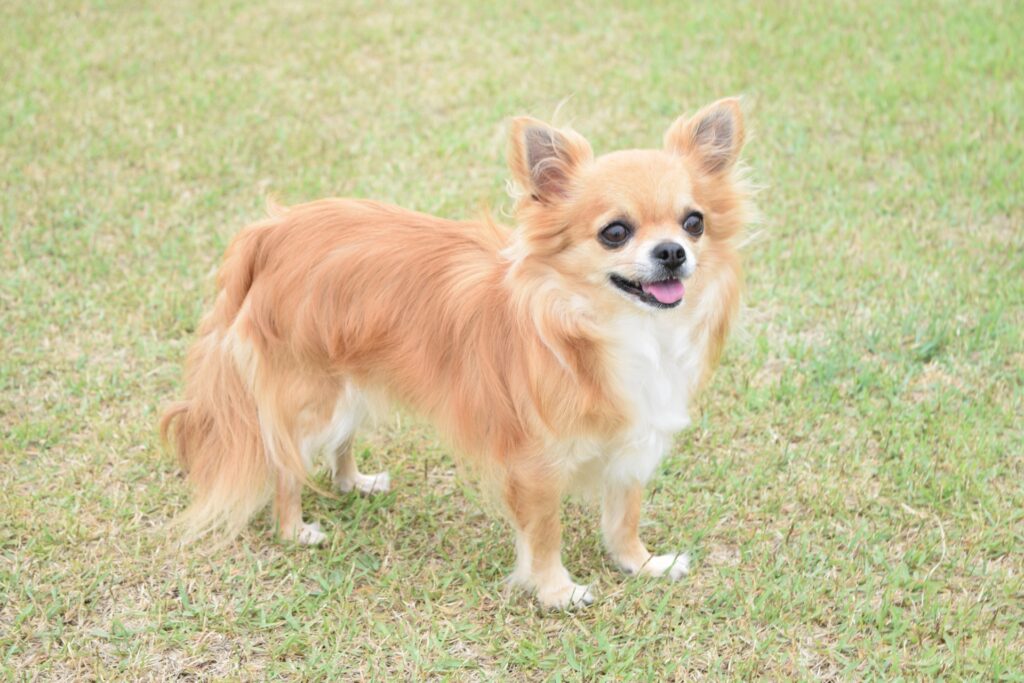 チワワ ハイオン