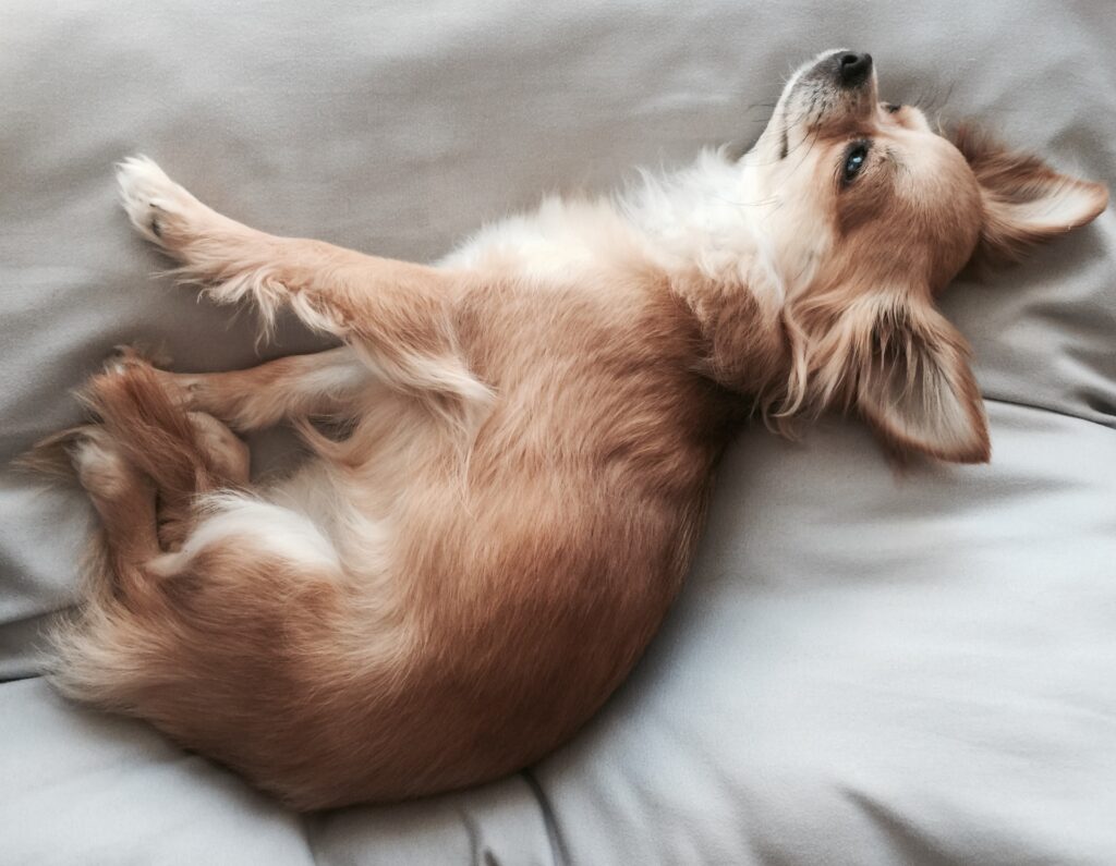 チワワ ハイオン