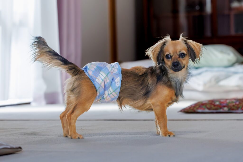 チワワ ハイオン