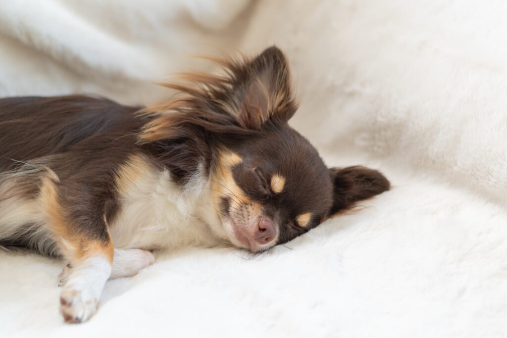 チワワ ハイオン