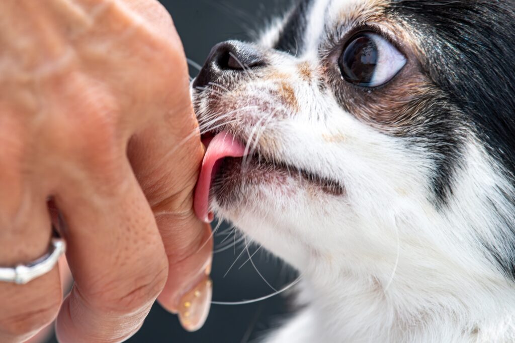 チワワ ハイオン