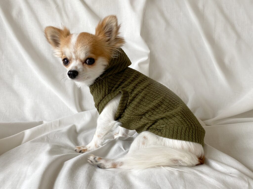 チワワ　平均寿命