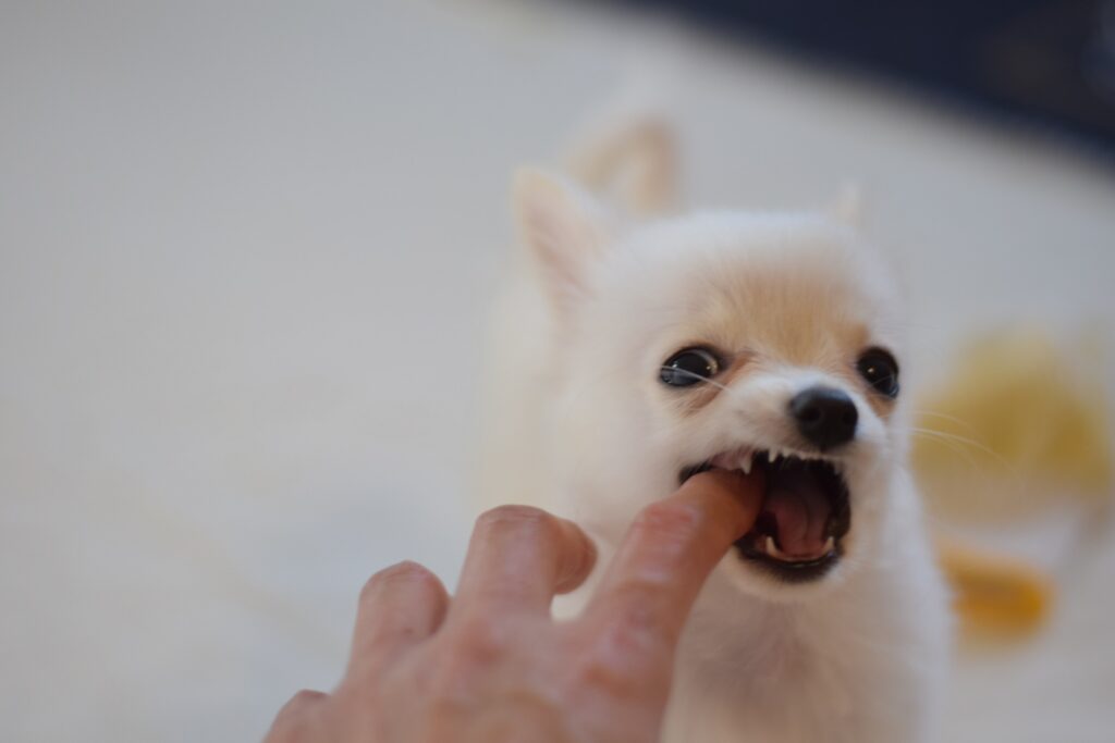 チワワ 怖い