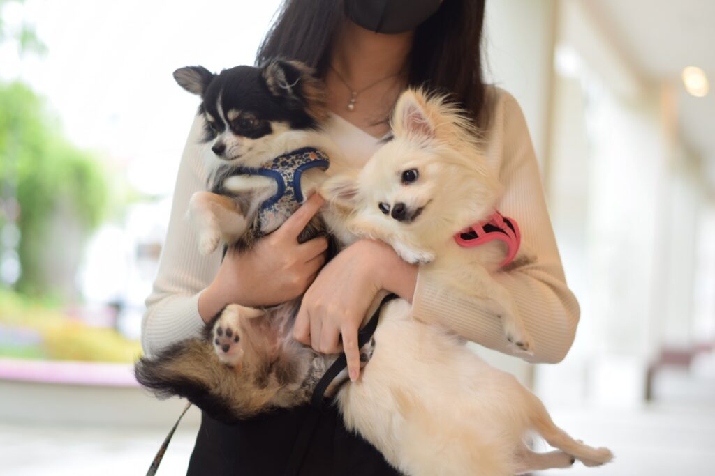 チワワ　平均寿命