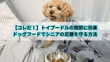 【コレだ！】トイプードルの関節に効果｜ドッグフードでシニアの足腰を守る方法