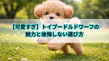 【可愛すぎ】トイプードルドワーフの魅力と後悔しない選び方