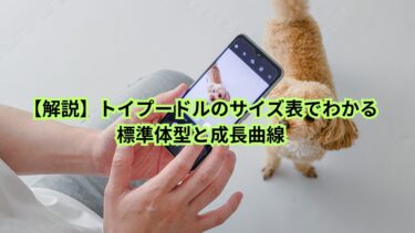 【解説】トイプードルのサイズ表でわかる標準体型と成長曲線