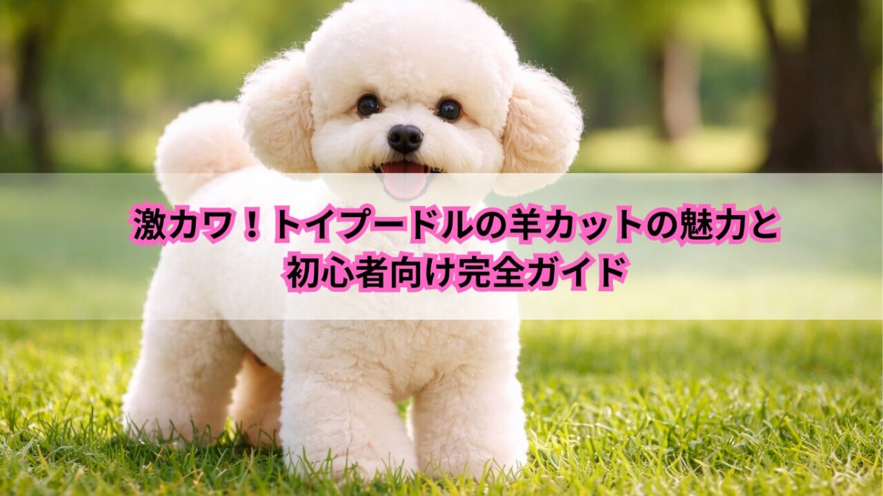 トイプードル 羊カット