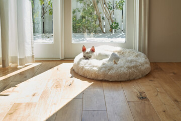 チワワ　なりやすい病気