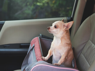 チワワ　なりやすい病気