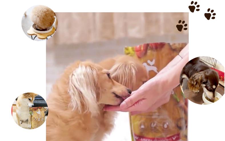 ドッグフード　うまか　半額