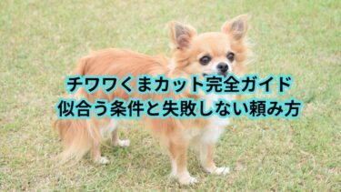 チワワくまカット完全ガイド｜似合う条件と失敗しない頼み方