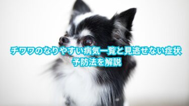 チワワ　なりやすい病気